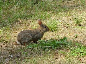 科西嘉島野兔