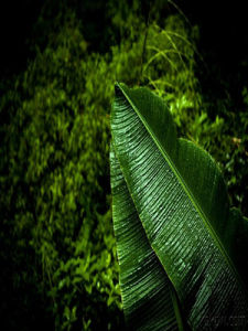 雨打芭蕉[流行歌曲]