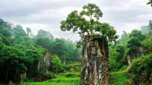 思南石林旅遊區 思南石林旅遊區