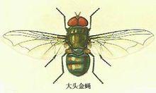 大頭金蠅