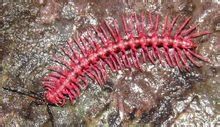 紅龍蜈蚣 紅龍蜈蚣