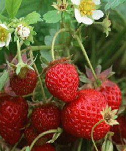 草莓屬 草莓屬