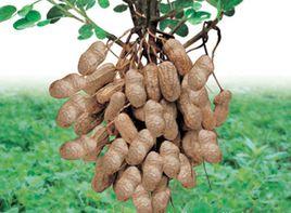 平度大花生 平度大花生