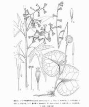 迭裂長蒴苣苔 迭裂長蒴苣苔