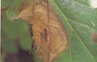 藥用植物獼猴桃輪斑病