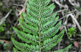 虎耳鱗毛蕨 虎耳鱗毛蕨