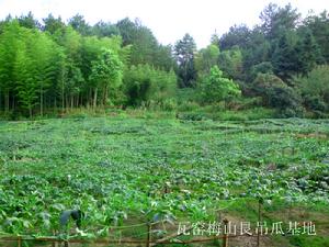 大源鄉七尖山合作社吊瓜基地