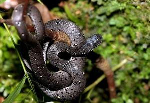 （圖）橫紋鈍頭蛇