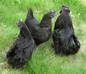 麻城綠殼蛋雞 麻城綠殼蛋雞