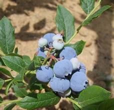 軟骨邊越桔 軟骨邊越桔