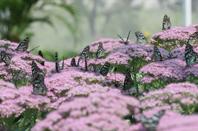 七彩蝶園