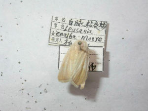 白脈粘夜蛾 白脈粘夜蛾