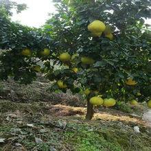 馬家柚碩果纍纍