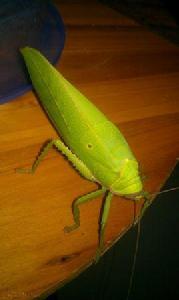 巨擬葉螽 巨擬葉螽