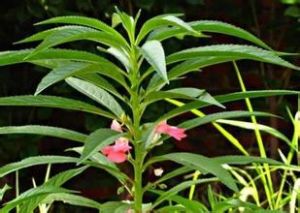 香豆素類 香豆素類