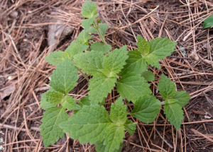 林生香茶菜 林生香茶菜