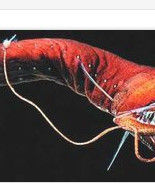 深海動物 深海動物