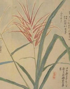 秋之七草 秋之七草