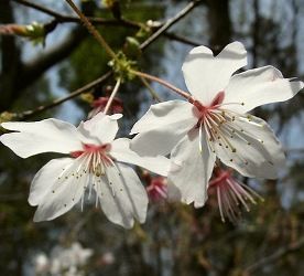 迎春櫻桃 迎春櫻桃