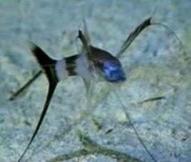 三腳架魚 三腳架魚