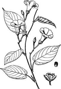 傘花茉欒藤(原亞種) 傘花茉欒藤(原亞種)