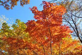 桓仁楓林谷森林公園 桓仁楓林谷森林公園