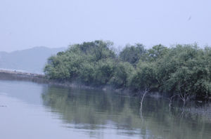 閩江河口濕地自然保護區