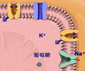 近端腎小管性酸中毒