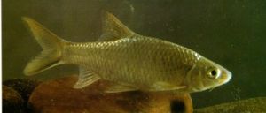 魴形四須 魴形四須