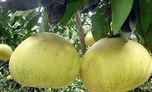 國宴紅心柚樹形特徵