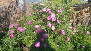 耐鹽鹼玫瑰 耐鹽鹼玫瑰