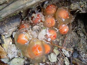 淺橙黃鵝膏菌 淺橙黃鵝膏菌