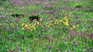 隱花馬先蒿隱花亞種 隱花馬先蒿隱花亞種