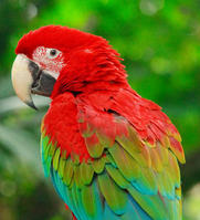 紅綠金剛鸚鵡