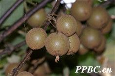 中華獼猴桃 中華獼猴桃