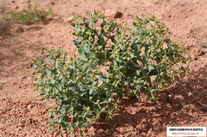 青海大戟 青海大戟