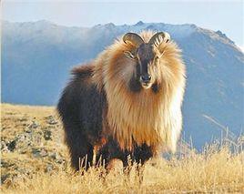 喜馬拉亞塔爾羊