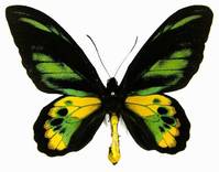 黃綠鳥翼鳳蝶(圖1-雄蝶)