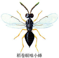 稻卷螟齧小蜂 稻卷螟齧小蜂