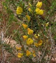 白皮錦雞兒 白皮錦雞兒