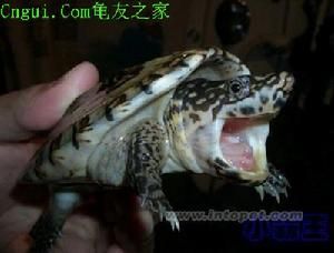 鷹嘴泥龜 鷹嘴泥龜