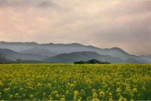 金星自然村 金星自然村