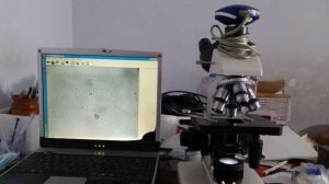 中藥發酵 中藥發酵