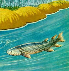 真掌鰭魚 真掌鰭魚