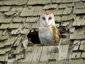 先天性巨細胞包涵體病