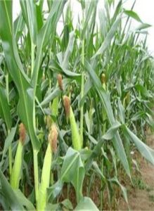 金珍甜3號 金珍甜3號