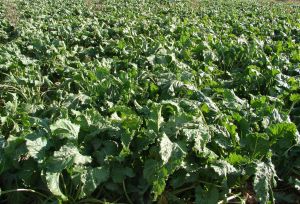 哈拉道口村 哈拉道口村