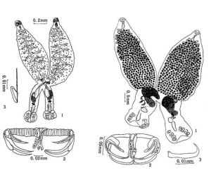 吉力副雙身蟲 吉力副雙身蟲