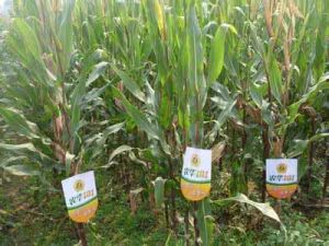 農華 101[國審玉2010008]