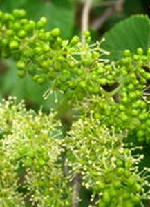 小果葡萄（原變種）